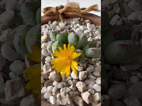 Видео: Конофитум/ Conophytum Meyeri