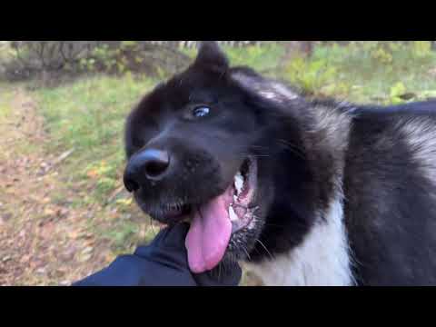 Видео: Прогулка