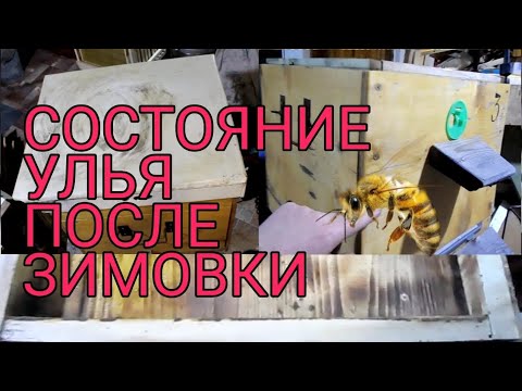 Видео: Состояние улья после года эксплуатации.