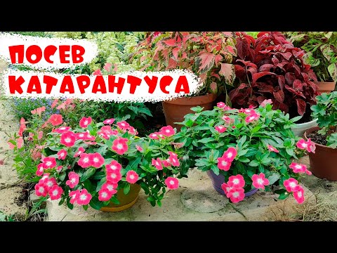 Видео: ПОРА СЕЯТЬ КАТАРАНТУС!!! 100%  результат! Все подробности посева!