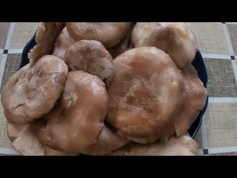 Видео: Говорушка дымчато-серая: собираем, готовим, пробуем.