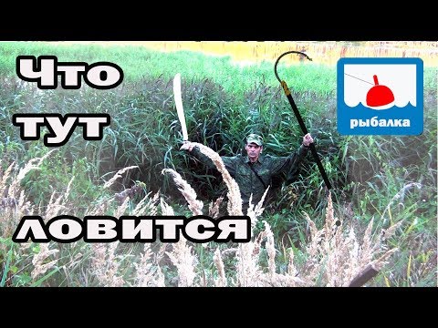 Видео: Рыбалка в зарослях тростника и что тут ловится, часть 2