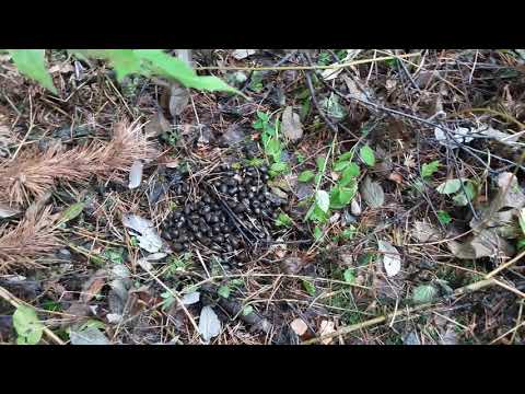 Видео: Удачная охота на зайца с русской гончей по чернотропу,белый заяц на черной тропе.