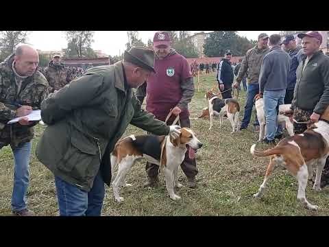 Видео: ГОНЧИЕ🦮 РЕСПУБЛИКАНСКАЯ ВЫСТАВКА🦮 РУССКО-ПЕГИЕ ГОНЧИЕ 2025г.🦮🐰🦊🌲🌳