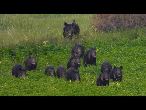 Видео: ЭПИЧЕСКАЯ ОХОТА НА ДИКИХ КАБАНОВ, ЛУЧШИЕ СЦЕНЫ С ДРОНАМИ, ЛУЧШИЕ ОХОТНИЧЬИ ВИДЕО