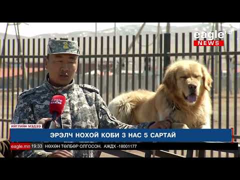 Видео: Эрэлч нохойн сургалтын алба