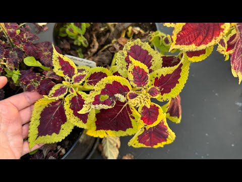 Видео: КАК ЛЕГКО СОХРАНИТЬ КОЛЕУСЫ до ВЕСНЫ, Обязательно сделайте так с колеусами осенью