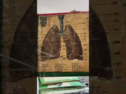 Видео: Өкпе