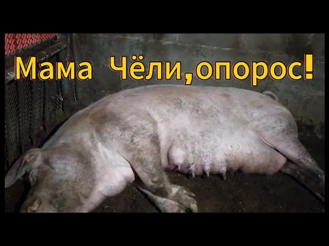 Видео: Опорос Мамы Чёли.