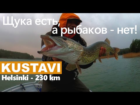 Видео: Ловля щуки в Кустави, Архипелаг Турку, Финляндия