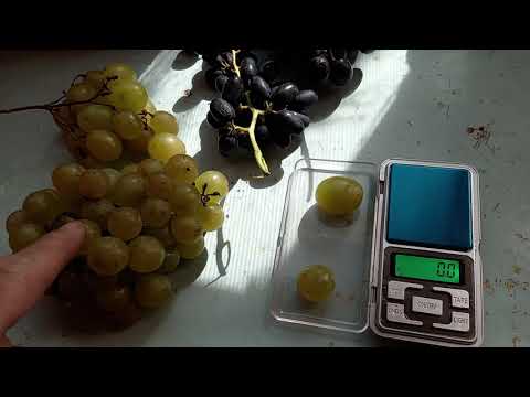 Видео: Виноград в Приморском Крае 🍇Элита Виноградов в одном месте, Бриксы продолжение на сегодня08.10.2025г