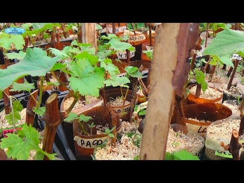Видео: Саженец винограда из одной почки - маленькая хитрость!)