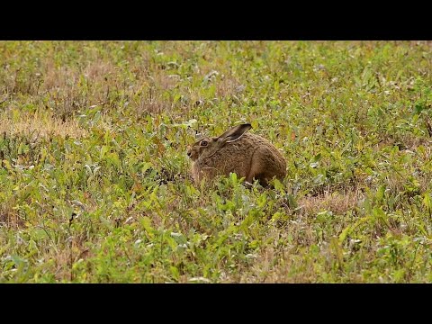 Видео: Заяц-русак. Вечер зайца.