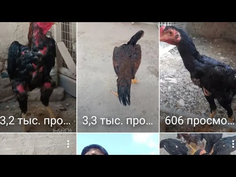 Видео: ЧЕМПИЙОНЛАР ФарходТВ в прямом эфире!