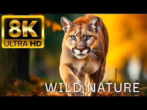 Видео: Дикая природа - 8K (60 кадров в секунду) Ultra HD - с вдохновляющей кинематографической музыкой