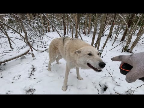 Видео: Волки подошли слишком близко 😱‼️Кого нашли волэнды в лесу ⁉️