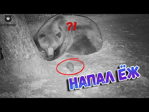 Видео: Медведю и поспать спокойно в собственном лесу нельзя?