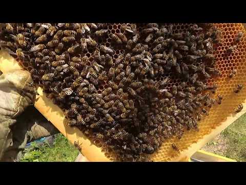 Видео: Как исправить пчелиную трутовую семью.