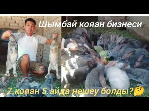 Видео: Коян бизнеси Зор бизнес екен 7 кояан нешеу болды? коремиз/ Каракалпакстан /Агробизнес / Шымбай 2023