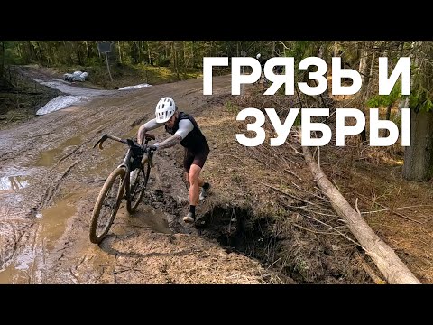 Видео: Гревел в Токсово: зубры, грязь и снег. На велосипеде | 20.04.2025
