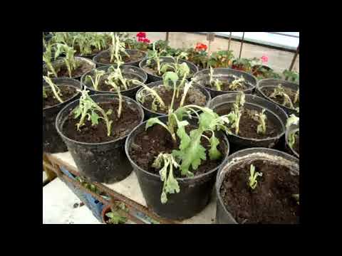 Видео: Что делать с хризантемой после срезки