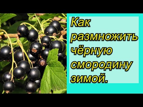 Видео: Смородина и крыжовник   зимой в комнате? ЛЕГКО!