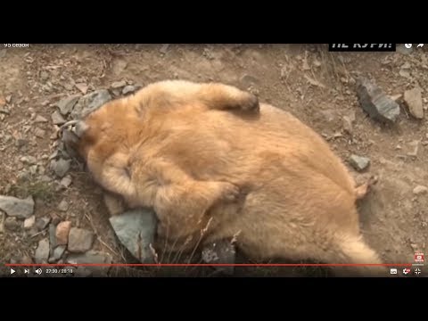 Видео: Охота на сурка байбака на Алтае . 2018