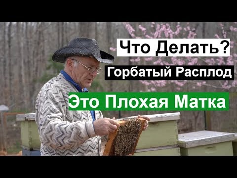 Видео: Пасека #107 Полутрутовая  Матка,Трутни,  Горбатый Расплод / Что Делать / Пчеловодство для начинающих