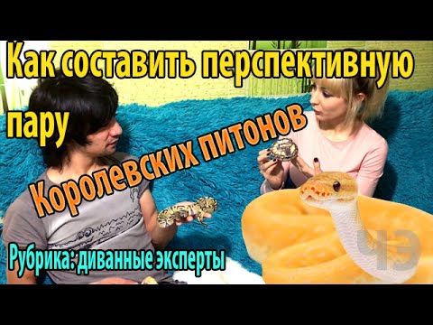 Видео: Как выбрать идеальную пару для королевского питона?