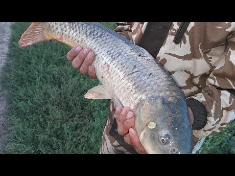 Видео: рыбалка на закидушки. рыбалка на маныче, веселовское водохранилище. сазан на закидушки.