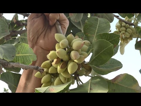 Видео: Бизнес на фисташках. Как на юге Таджикистана собирают и перерабатывают орехи