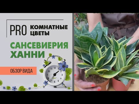Видео: Сансевиерия Ханни - какие еще бывают сорта. Обзор