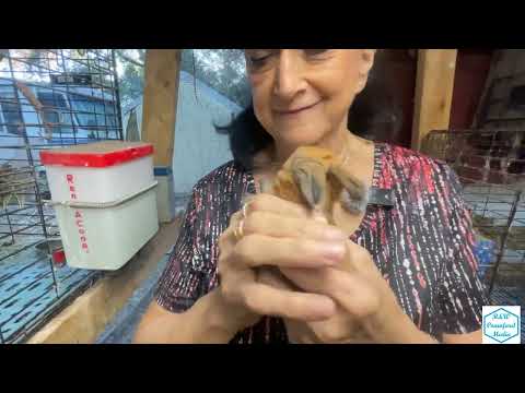 Видео: Посмотрите, какими большими стали кролики | Эпизод 222