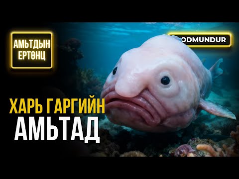 Видео: Харь гаргийн амьтад - АМЬТДЫН ЕРТӨНЦ