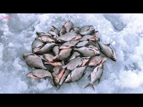 Видео: "Уловистая рыбалка" с Евгением Середой. Выпуск №8. Подлещик: "Философия "Мотылина".