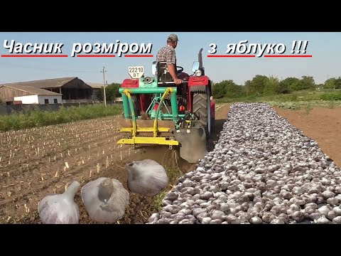 Видео: Зроби так і ЧАСНИК виросте крупним!