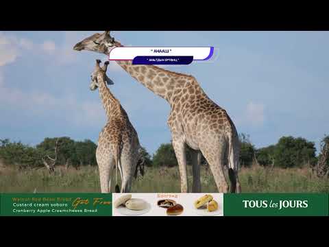 Видео: Анааш - АМЬТДЫН ЕРТӨНЦ