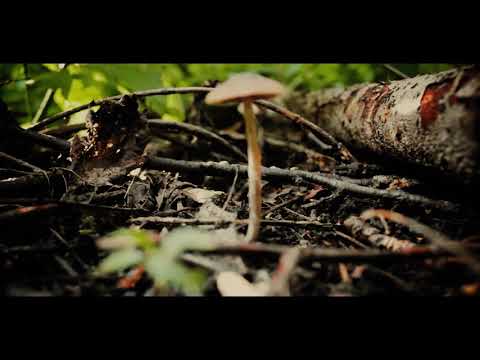 Видео: Були для бабули - Гриб (Radiohead L10N, official video)