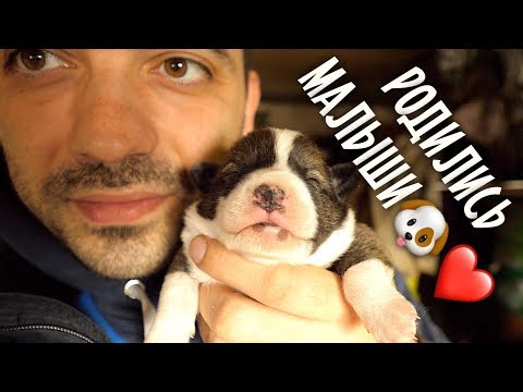 Видео: 50 собак осиротели. Новый ЧЕЛЛЕНДЖ по пристройству собаки.