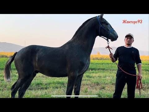 Видео: Оспурумдун орту Абайдан +996-501-960-666