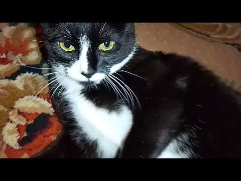 Видео: ВОТ ТАКАЯ НОЧКА!! НЕ СПИТСЯ!!🤷‍♀️ МОИ БАРАНЧИКИ!!🐏🤣 СВЕТИЛЬНИК В БОКАЛЕ! 👍🙀