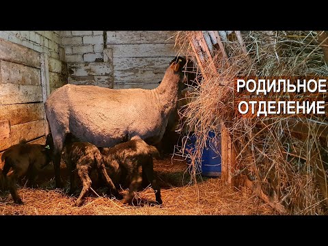 Видео: Сколько ягнят приносит Романовская овца? Считаем! Как устроено родильное отделение для овец?