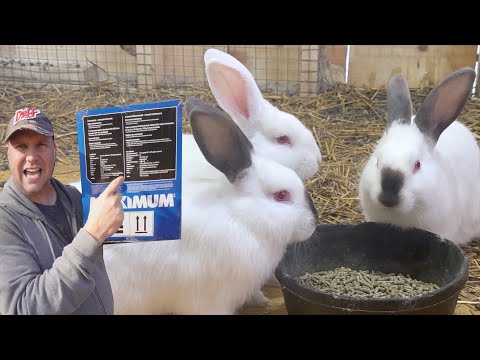 Видео: Моё секретное оружие против кроличьих фекалий | Интеграция кроличьей колонии в стадо