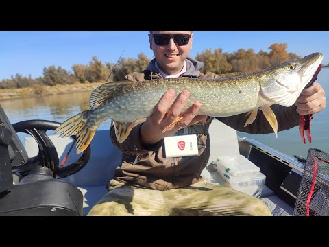 Видео: Чарыш. Осенний джиг на реке. Щуки и судаки