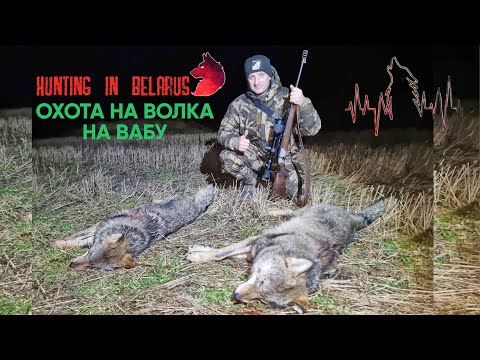 Видео: Охота на волка 🐺 ! Wolf hunting! Волк на вабу! Четвертый  дуплет!!!