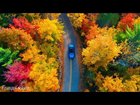 Видео: Успокаивающиеосенниемелодии 🍁 Красивая Расслабляющая Музыка Для Снятиястресса И Тревоги