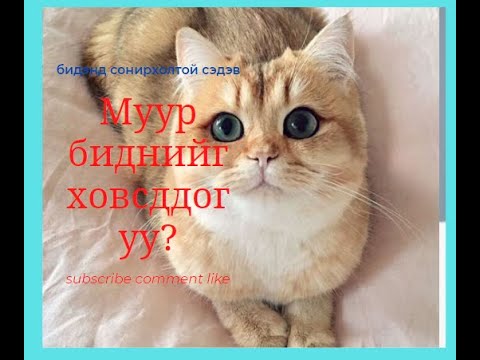 Видео: Хобби #3. Муур биднийг ховсддог уу?