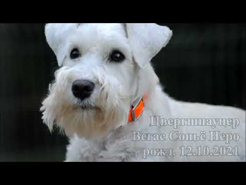 Видео: Цвергшнауцер Вегас, экзамен по общему курсу дрессировки (ОКД) 26 08 2023
