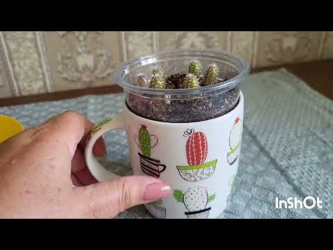 Видео: Обезьяньи Бега или Как вырастить из семян Хильдевинтеру. Проект двух каналов. 24.06.2024.