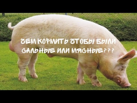 Видео: Всего 2 совета как вырастить сальных или мясных поросят